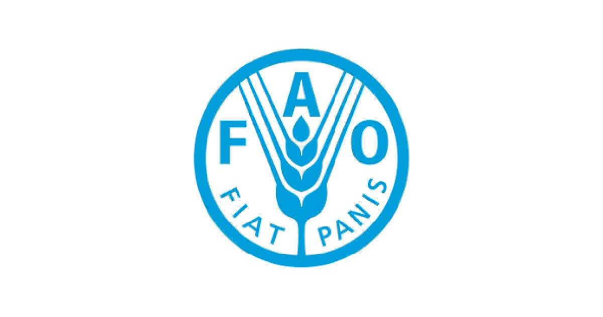 FAO Internship